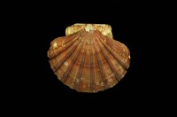 藏品(白碟海扇蛤)的圖片